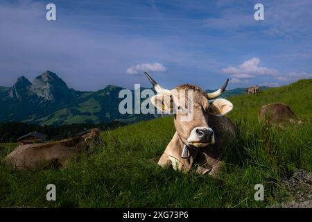 Mucche brune svizzere che pascolano in un prato, con montagne sullo sfondo, scattate a Stoos, Schwyz, Svizzera Foto Stock