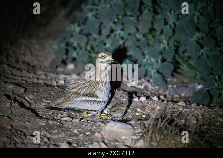 Nidificazione del ribes di pietra eurasiatico (Burhinus oedicnemus). Due pulcini che si nascondono sotto la madre Foto Stock