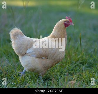 Il pollo Orpington può essere pescato senza galline nel campo erboso di un'azienda agricola biologica vicino a Raeford, North Carolina. Foto Stock