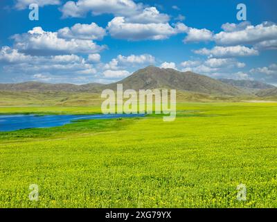 Un pittoresco campo di girasoli con un lago blu in primo piano e maestose montagne sullo sfondo nel Kazakistan orientale, sulle montagne dell'Altai. Foto Stock