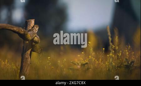 Athene noctuahe siede su una bella recinzione di legno e guarda fuori per il cibo, la migliore foto. Foto Stock