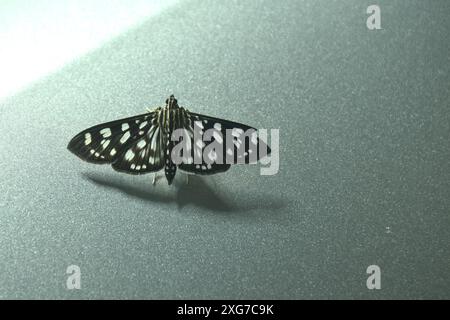 Crambid Moth o farfalla notturna con colore bianco e nero appeso su un'auto color argento di notte Foto Stock