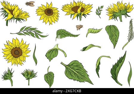 Bella collezione floreale con girasoli, foglie, rami e foglie di felce. Composizione vettoriale di girasole brillante. Illustrazione Vettoriale