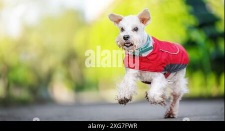 Cane Schnauzer in miniatura che corre nel parco Foto Stock