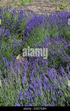 Toppa lavanda Foto Stock