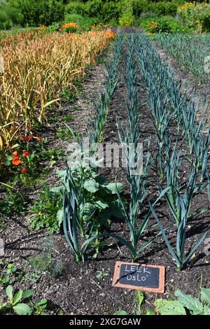 Patch Leek 'Oslo' Foto Stock