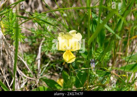 Splendidi fiori gialli di Viola lutea, la pansia montana dei Monti Tatra, Polonia. Foto Stock