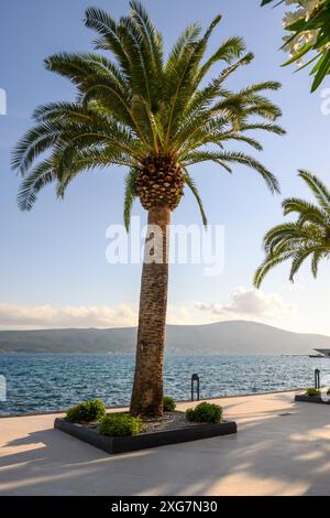 Tivat, Montenegro - 8 giugno 2022: Splendida passeggiata con palme nel porto marittimo di Tivat, Montenegro. Baia di Kotor Foto Stock