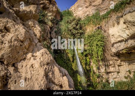 La piccola cascata, i cespugli verdi e le rocce secche nel profondo dell'oasi del Medio Oriente presso la riserva nazionale di Ein Gedi in Israele. Foto Stock