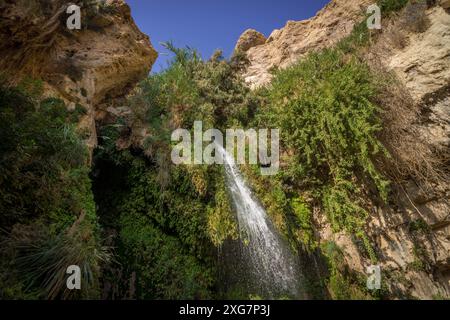 La piccola cascata, i cespugli verdi e le rocce secche nel profondo dell'oasi del Medio Oriente presso la riserva nazionale di Ein Gedi in Israele. Foto Stock