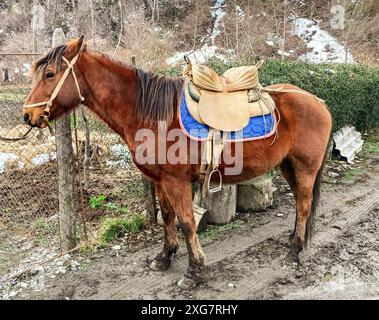 Cavallo marrone con sella e imbracatura nel cortile in un luogo rurale. Trasporto agricolo tradizionale. Foto di alta qualità Foto Stock