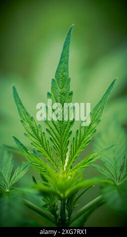 Primo piano di foglie di canapa giovane piccola pianta di Cannabis Foto Stock