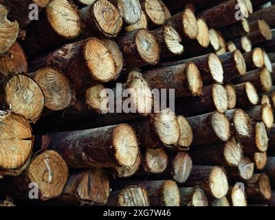 I tronchi sono ordinatamente impilati l'uno sull'altro, formando una pila Foto Stock