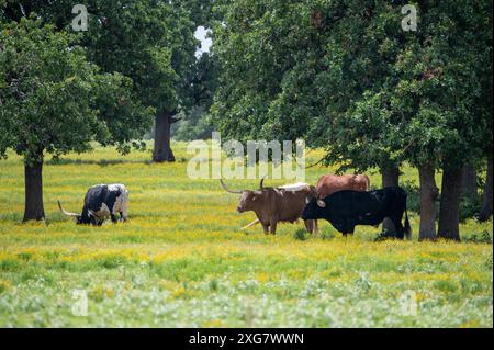 Mandria di bovini Longhorn che pascolano e si rilassano in un pascolo pieno di fiori gialli e alberi che offrono ombra per rinfrescarsi. Foto Stock