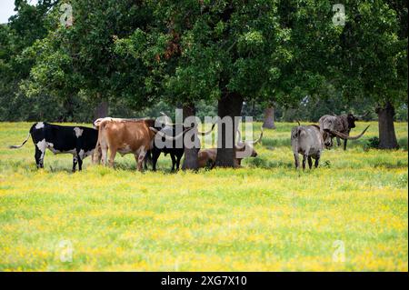 Mandria di bovini Longhorn che pascolano e si rilassano in un pascolo pieno di fiori gialli e alberi che offrono ombra per rinfrescarsi. Foto Stock