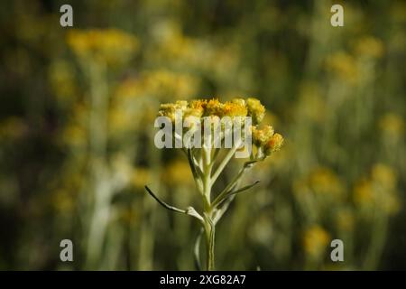 Macro di un fiore nano eterno (Helichrysum arenarium) Foto Stock