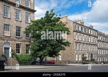 Albero di sicomoro solitario che cresce nell'ambiente urbano di Dundas Street nella New Town di Edimburgo. Foto Stock