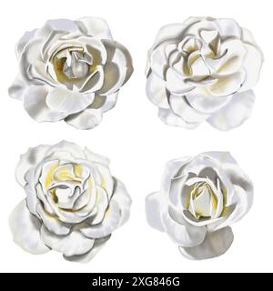 La rosa è bianca. Grandi gemme. Set di quattro rose. Il colore è bianco e sfumature di giallo. Illustrazione acquerello. Foto Stock