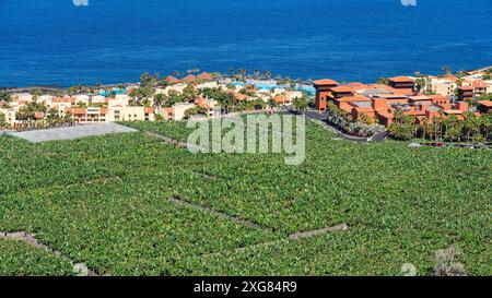 Piantagioni di banane vicino a una località balneare sull'isola Canaria di la Palma, Spagna. Foto Stock