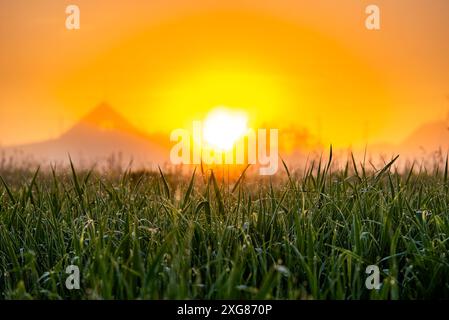 L'alba dorata illumina l'erba del prato di dewy, creando una scena mattutina serena e vibrante in campagna. Erba verde succosa con gocce di rugiada nel campo. Foto Stock