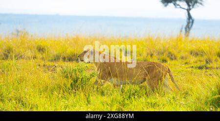 Preda di caccia leonessa nella riserva di caccia Masai Mara, Kenya. Foto Stock