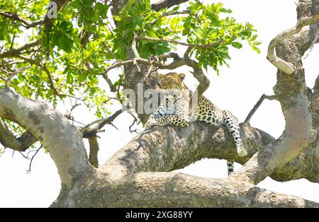 Leopardo africano femminile seduto su un ramo d'albero. Masai Mara Game Reserve, Kenya. Foto Stock