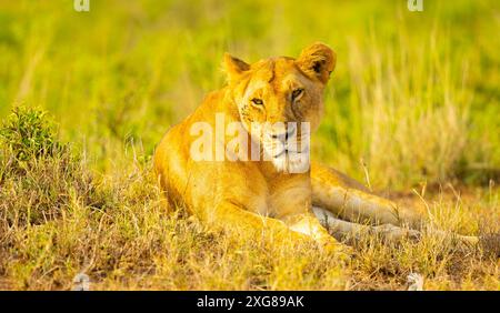 Leonessa seduta nell'erba. Masai Mara Game Reserve, Kenya. Foto Stock