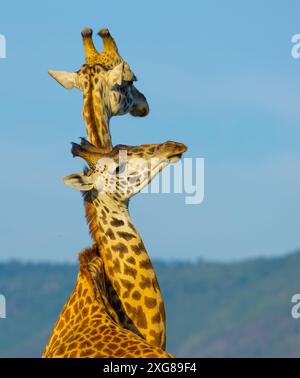 Un paio di giraffe Masai che praticano il collo. Masai Mara Game Reserve, Kenya. Foto Stock