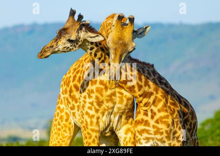 Un paio di giraffe Masai che praticano il collo. Masai Mara Game Reserve, Kenya. Foto Stock