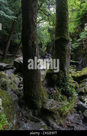 Gola Fairy Glen sul fiume Conwy, Betws Y Coed Foto Stock