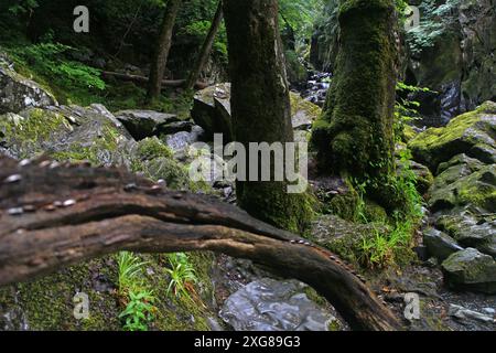 Gola Fairy Glen sul fiume Conwy, Betws Y Coed Foto Stock