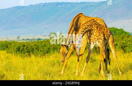 Un paio di giraffe Masai che praticano il collo. Masai Mara Game Reserve, Kenya. Foto Stock