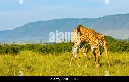 Un paio di giraffe Masai che praticano il collo. Masai Mara Game Reserve, Kenya. Foto Stock