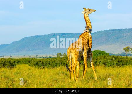 Un paio di giraffe Masai che praticano il collo. Masai Mara Game Reserve, Kenya. Foto Stock