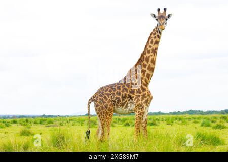 Giraffa Masai femminile in piedi nella savana. Masai Mara Game Reserve, Kenya. Foto Stock