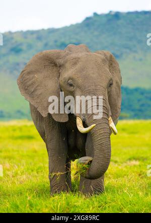 Elefante africano femmina che si nutre di erba nella savana. Masai Mara Game Reserve, Kenya. Foto Stock