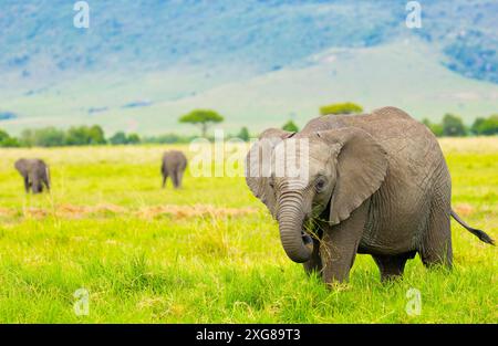 Giovane elefante africano che pascolano sull'erba nella riserva di caccia Masai Mara, Kenya. Foto Stock