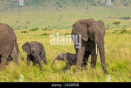 I vitelli di elefante africani giocano mentre una mucca pascolava. Masai Mara Game Reserve, Kenya. Foto Stock
