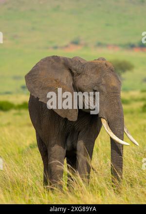 Ritratto di mucca elefante africana nella riserva di caccia Masai Mara, Kenya. Foto Stock