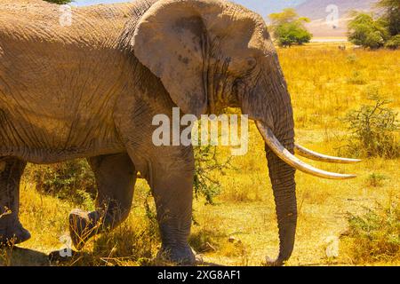 Profilo ravvicinato di un toro di elefante savana africana nel cratere di Ngoro Ngoro, Tanzania. Foto Stock