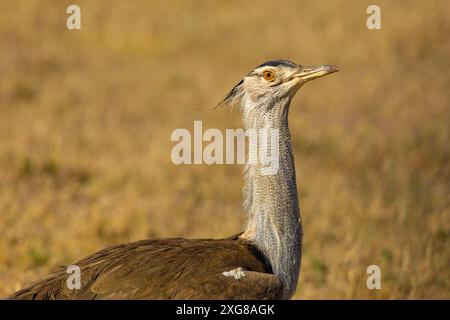 Primo piano dell'uccello dell'otarda di Kori. Cratere Ngoro, Tanzania. Foto Stock