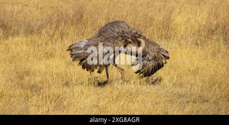 Mostra di corteggiamento femminile dello struzzo Masai. Cratere Ngoro, Tanzania. Foto Stock