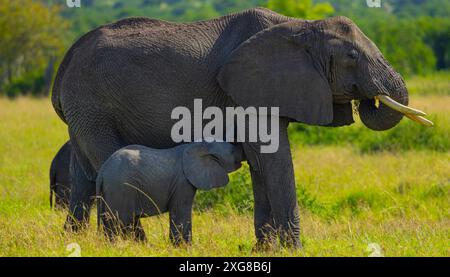 Alimentazione di elefanti africani. Serengeti occidentale, area di Grumeti. Parco nazionale del Serengeti, Tanzania. Foto Stock