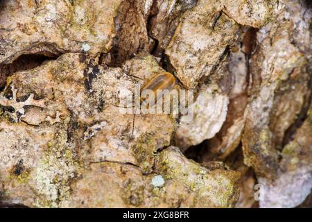 Galerucella lineola famiglia Chrysomelidae genere Galerucella scarabeo marrone natura selvaggia fotografia di insetti, foto, carta da parati Foto Stock