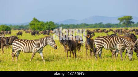 Zebra e GNU che pascolano nella savana durante la migrazione attraverso il Serengeti occidentale. Parco nazionale del Serengeti. Tanzania. Foto Stock