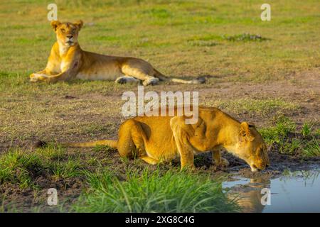 Lioness beve da una piccola pozza d'acqua con la sua compagna seduta sullo sfondo. Parco nazionale del Serengeti, Tanzania. Foto Stock