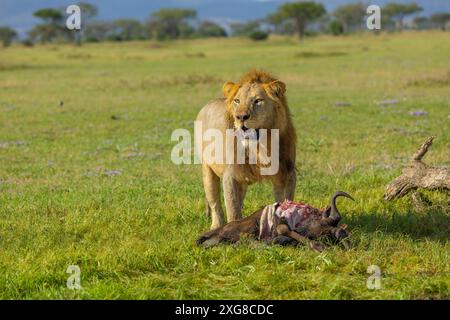 Leone maschio che si nutre di un GNU. Serengeti occidentale, area di Grumeti. Parco nazionale del Serengeti, Tanzania. Foto Stock