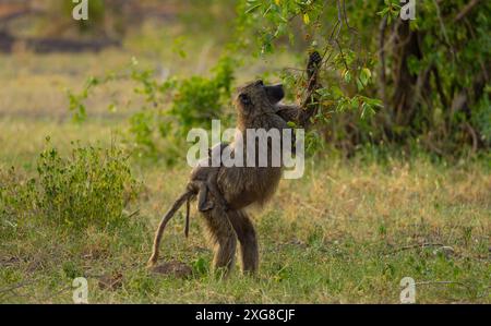 Madre baboon Olive che sfoglia con un bambino sulla schiena. Serengeti occidentale, area di Grumeti. Parco nazionale del Serengeti, Tanzania. Foto Stock