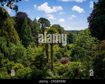 TREBAH SUB TROPICAL GARDENS PALM TREES GLOBE THISTLE HYDRANGEAS MAWNAN SMITH FALMOUTH CORNOVAGLIA Foto Stock