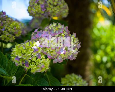 TREBAH SUB TROPICAL GARDENS PALM TREES GLOBE THISTLE HYDRANGEAS MAWNAN SMITH FALMOUTH CORNOVAGLIA Foto Stock